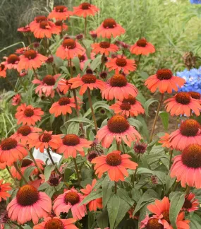 Eye-Catcher™ Tanager Coneflower